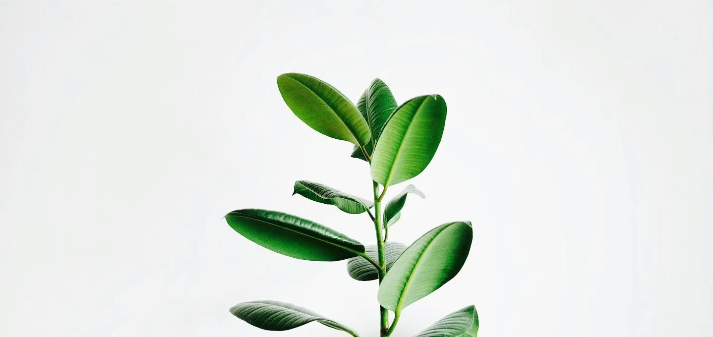 A bright green plant in soft natural light