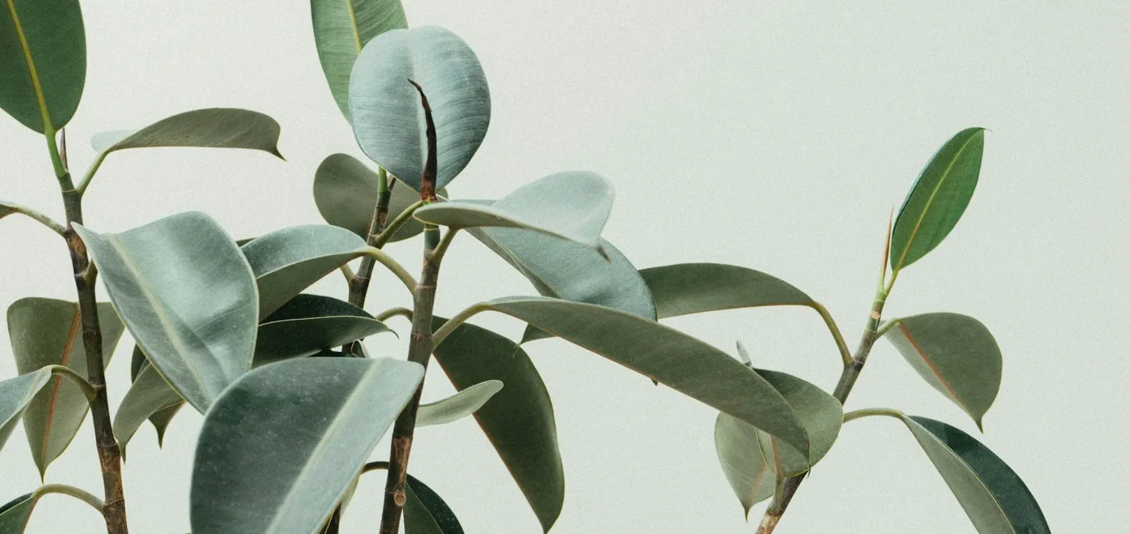 Soft green botanical leaves in natural light