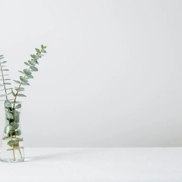 A peaceful botanical detail in a wellness space